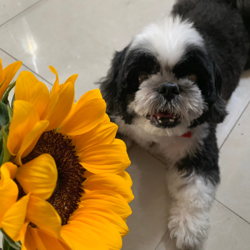 A black/brown and white male shih tzu, looking at the camera and a big sunflower.